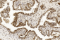 PCNA Antibody [Knockout Validated]